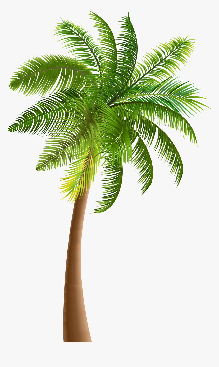 Palmera De Coco Png , Png Download - Palm Tree Png Clipart, Transparent Png, Free Download