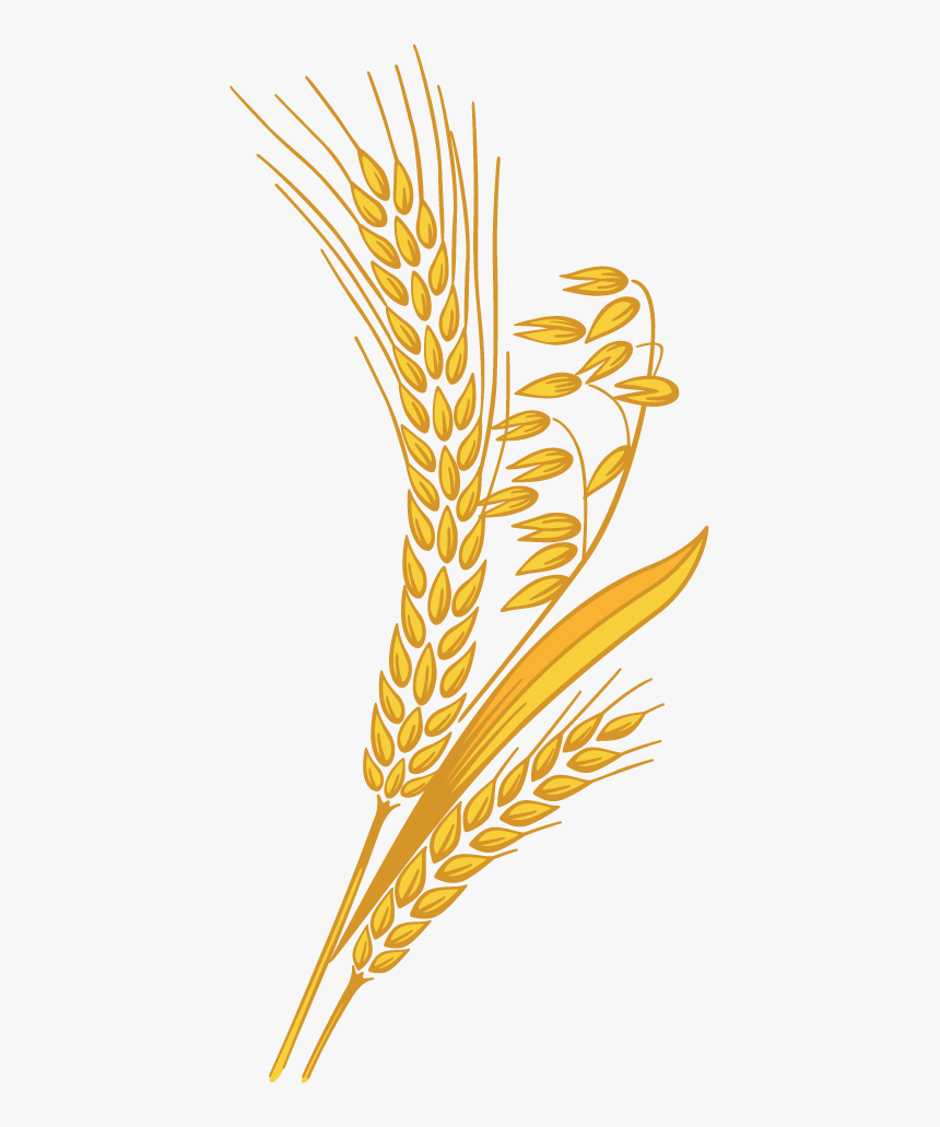 Clip Art Grain Png - Transparent Background Wheat Clipart, Png Download, Free Download