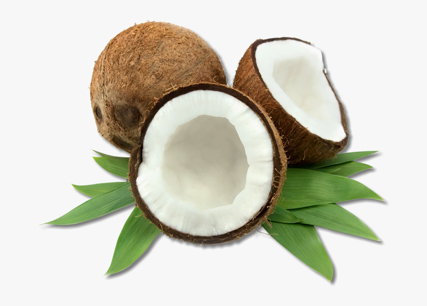 High Quality Coconut, HD Png Download, Free Download