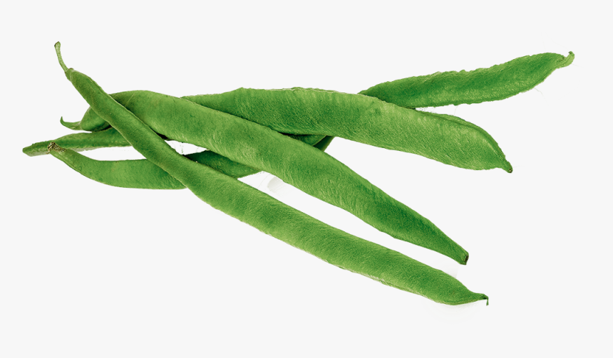 Runner Beans - Green Beans Clipart Png, Transparent Png, Free Download