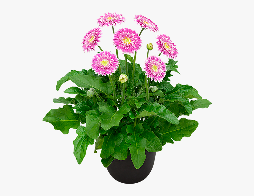 Sweet Fiesta Gerbera Daisy, HD Png Download, Free Download