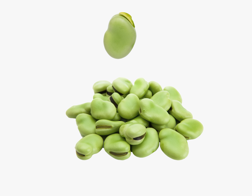 Peas Clipart Fava Bean - Broad Beans Png, Transparent Png, Free Download