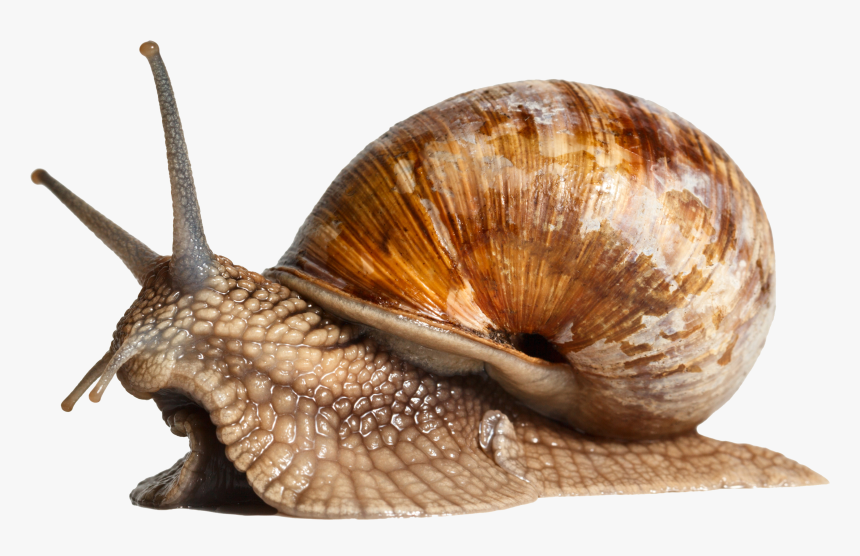 Transparent Snail Shell Png - Snail Side View, Png Download, Free Download