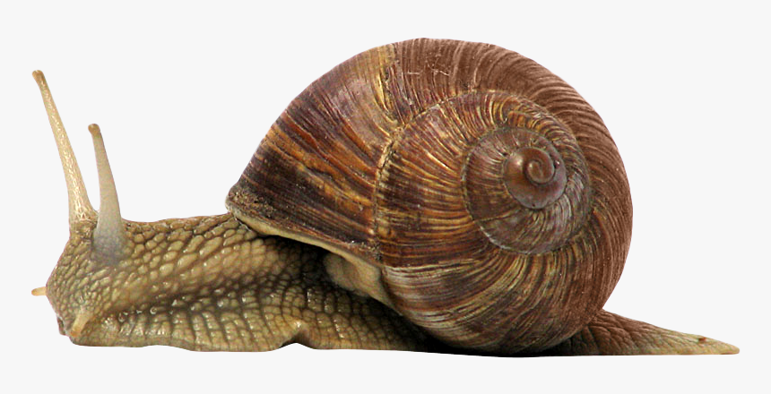 Snail Png, Transparent Png, Free Download