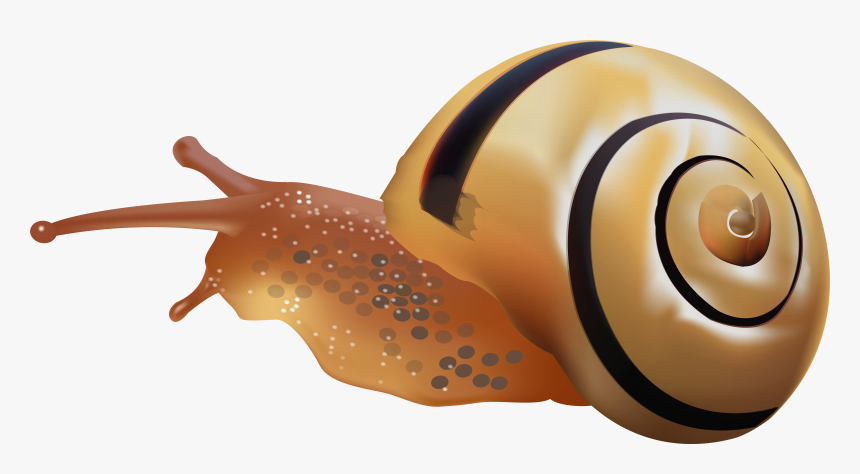 Snail Png Clip Art - خلفيات بلاك بيري تورش, Transparent Png, Free Download