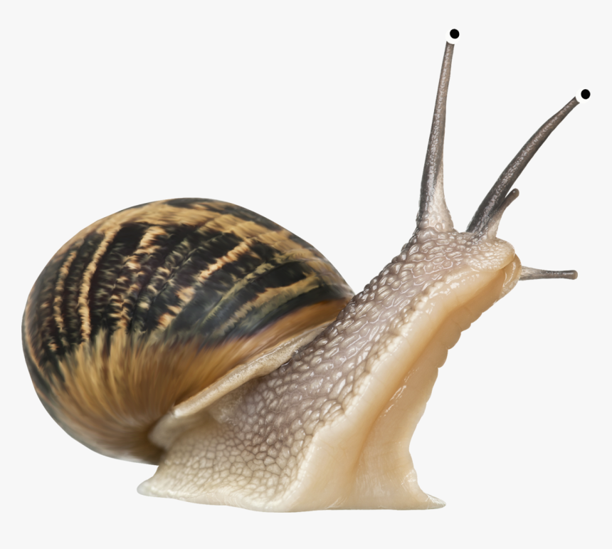 Snail Png - Snail Transparent Background, Png Download, Free Download