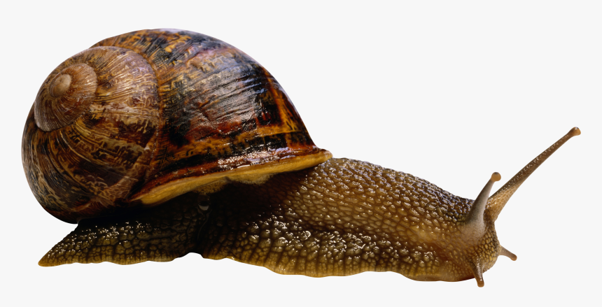 Snail Png - Snail Png - Sea Snail Transparent Background, Png Download, Free Download