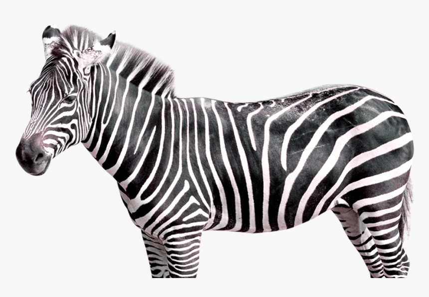 Realistic Zebra Transparent Free Png - Zebra Transparent, Png Download, Free Download