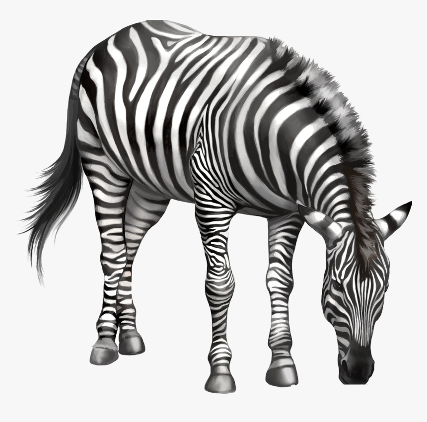 Transparent Eating Png - Zebra Eating Grass Clipart, Png Download, Free Download