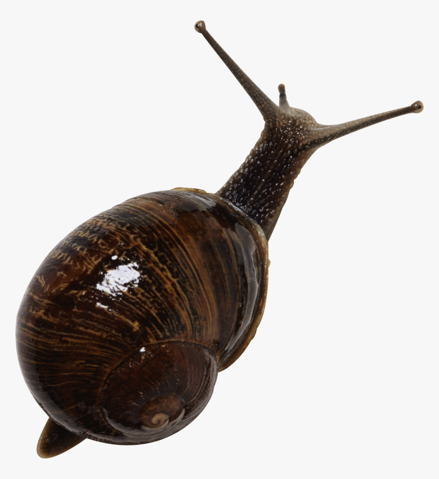 13192 - Transparent Snail Logo, HD Png Download, Free Download