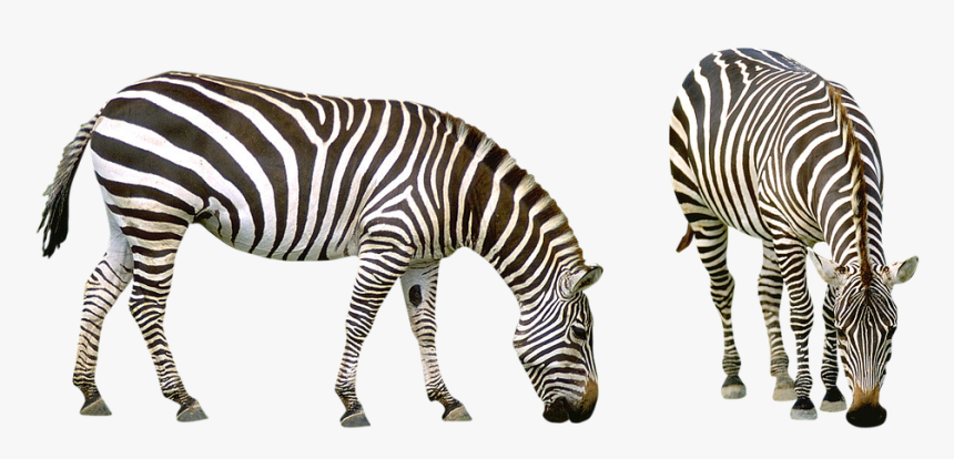 Zebra, Africa, Striped, Animals, Safari, Nature, Zoo - Zebra No Background,  HD Png Download - kindpng