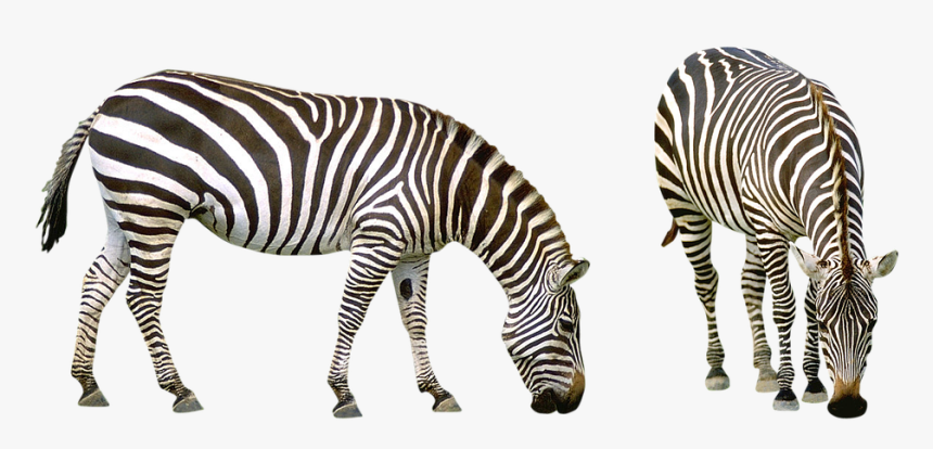 Zebra, Africa, Striped, Animals, Safari, Nature, Zoo - Zebra No Background, HD Png Download, Free Download