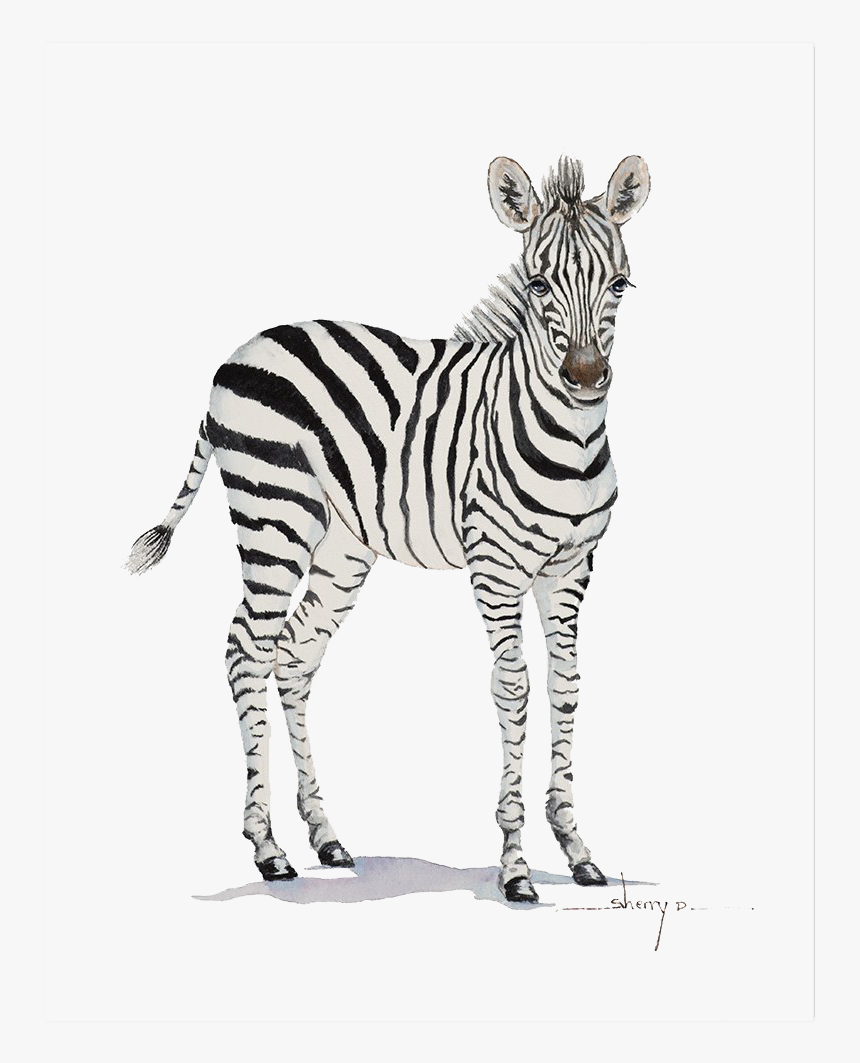 Baby Zebra Transparent Background, HD Png Download, Free Download