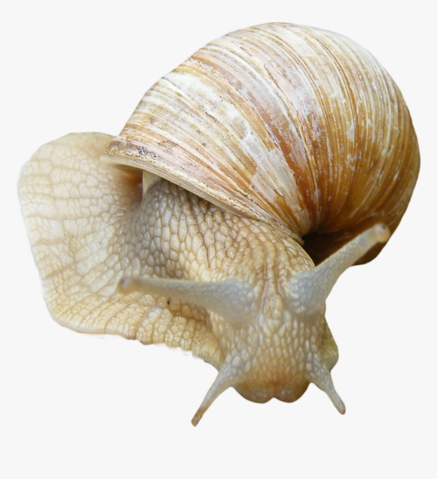 Snail With Clear Background, HD Png Download, Free Download