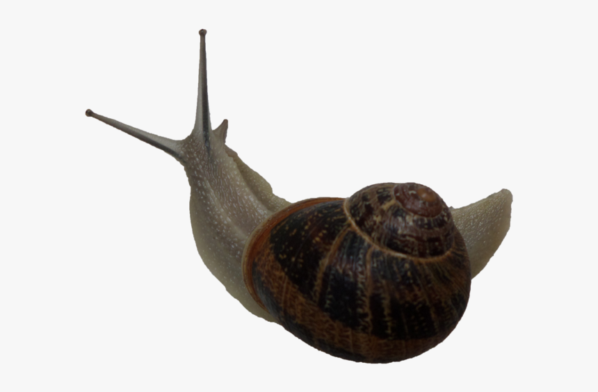 Featured image of post Snail Png Gif