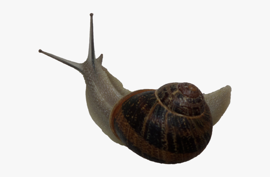 Snail Free Png Image - Snail Gif Png, Transparent Png, Free Download