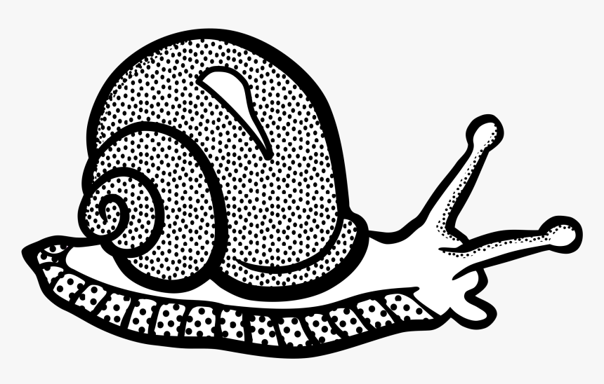 Transparent Snail Png - Snail Black And White, Png Download, Free Download