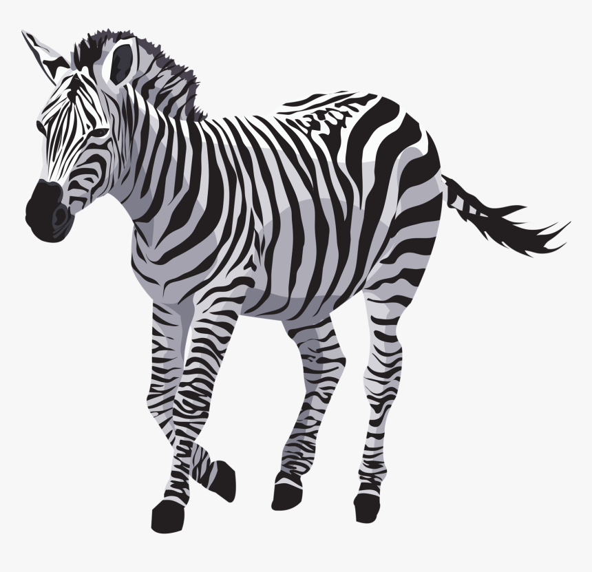 Zebra Running Png - Zebra Animal Png, Transparent Png, Free Download