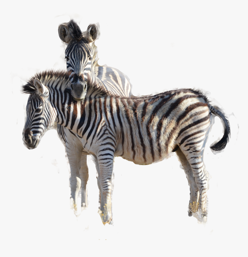 Zebra, HD Png Download, Free Download