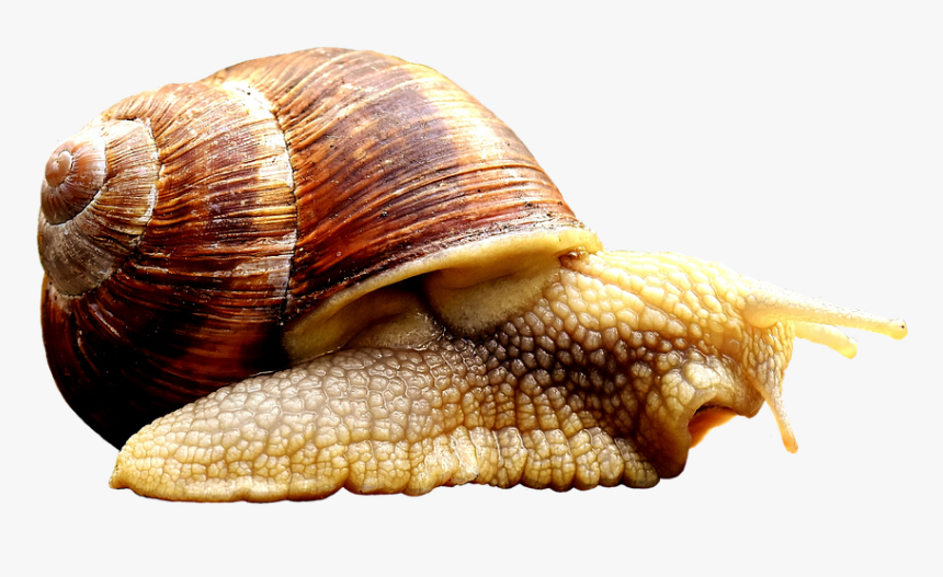 Snail, Animal, House, Crawl, Shell, Cut Out, Exemption - Crawl Animal, HD Png Download, Free Download