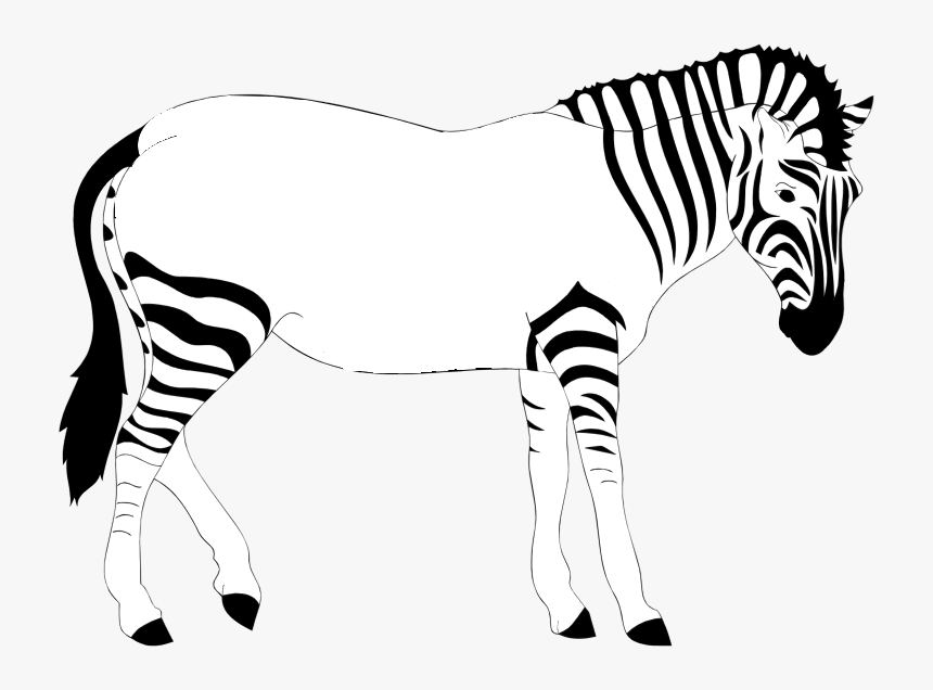 Print Out The Zebra - Zebra Lost His Stripes, HD Png Download, Free Download