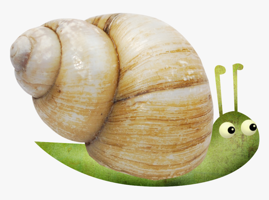 Snail Escargot Orthogastropoda - Escargot, HD Png Download, Free Download