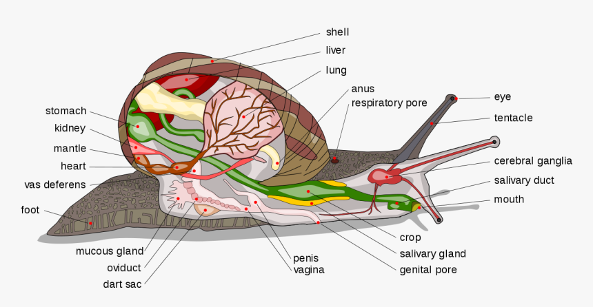 Diagram Of A Snail, HD Png Download, Free Download