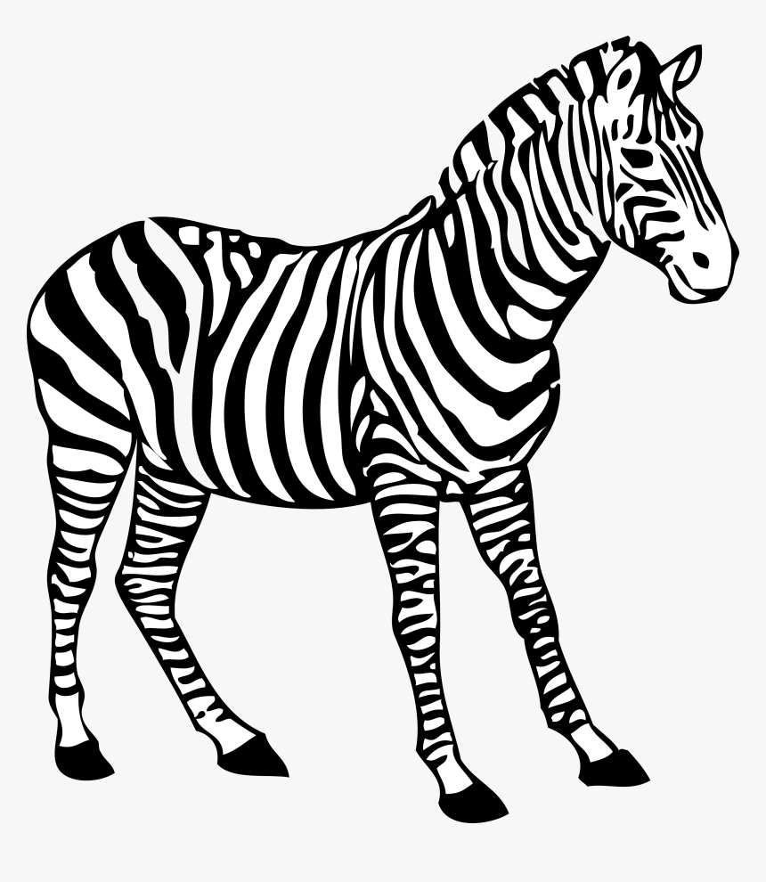 Zebra Clipart Black And White - Colouring Picture Of Zebra, HD Png Download, Free Download