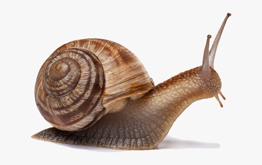 Snail Png Image - Caracol Anatomia, Transparent Png, Free Download