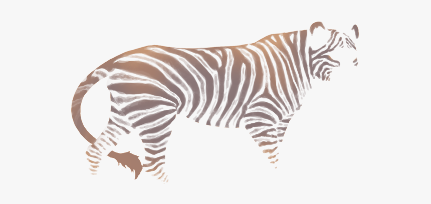 Zebra, HD Png Download, Free Download