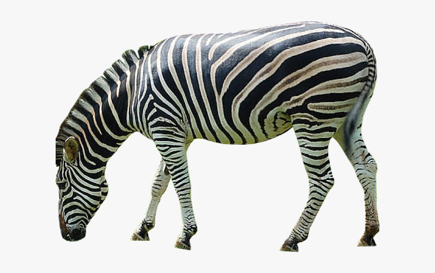 Zebra Png Transparent Images - Zebra Transparent Png, Png Download, Free Download