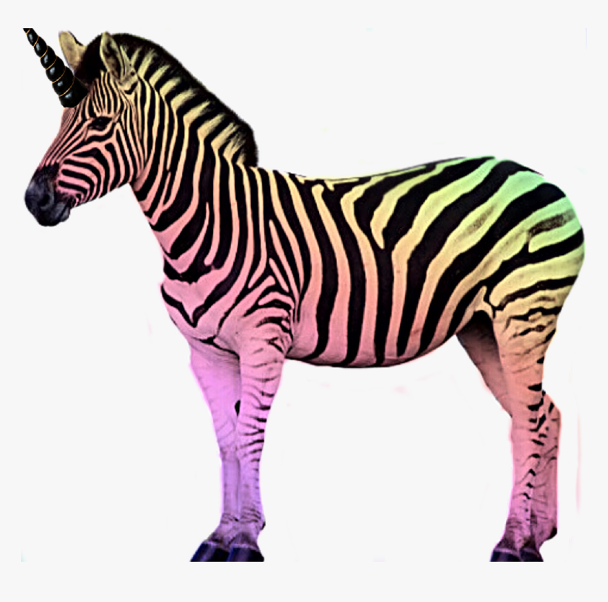 #rainbow #zebra #unizebra #magical #challenge - Zebra Stock, HD Png Download, Free Download