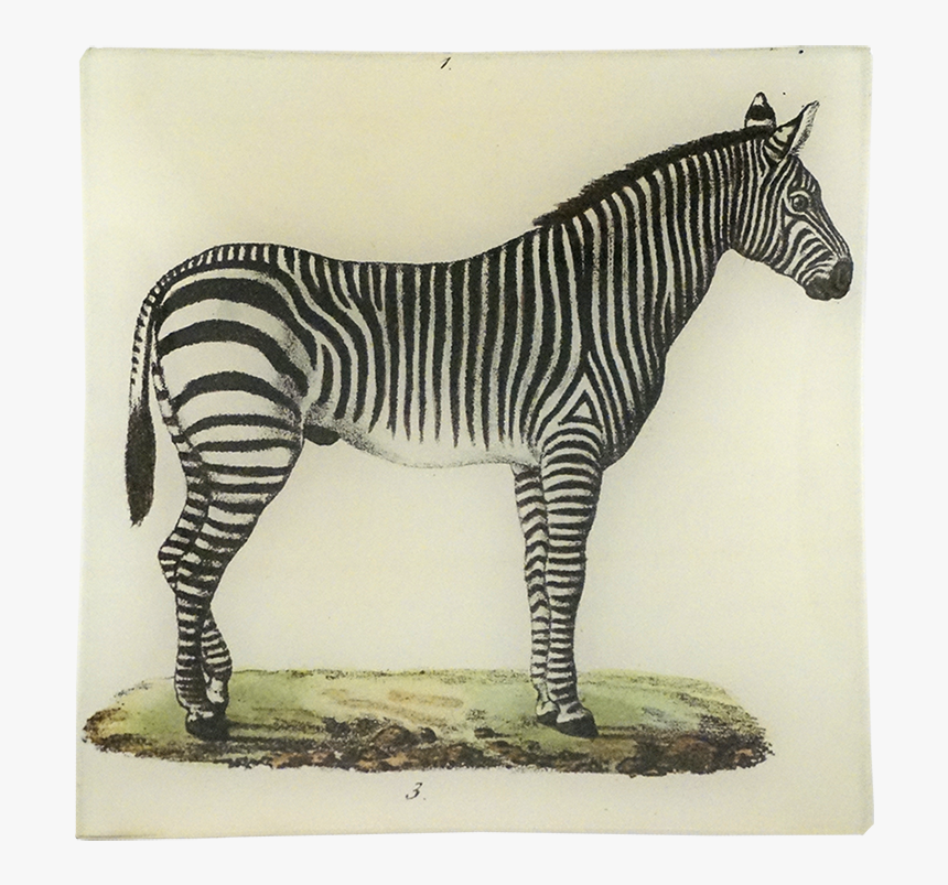 Zebra, HD Png Download, Free Download