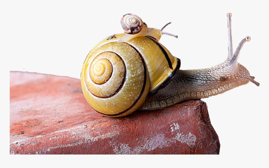 Snail Euclidean Vector - Carry Someone On Your Back, HD Png Download, Free Download
