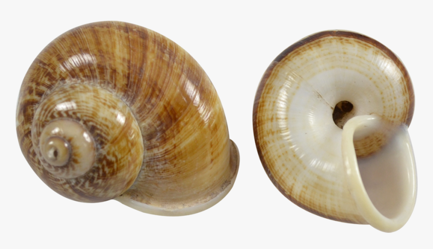 Brown Mountain Snail Shell - Gastropod Shell, HD Png Download, Free Download