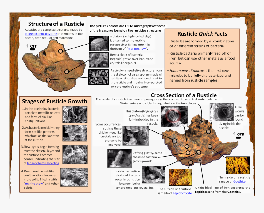 Rusticle Infographic - Paper, HD Png Download, Free Download