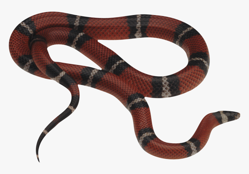 Snake Png Transparent Background , Png Download - Snakes Png, Png Download, Free Download