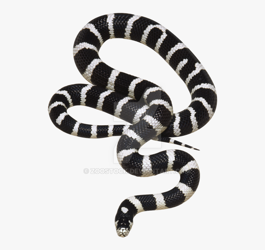 California Snake On A Background By Zoostock - Real Black And White Snake, HD Png Download, Free Download