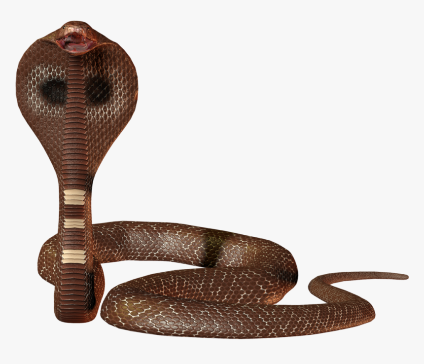 Cobra Snake Png - Snake Hd Png, Transparent Png, Free Download