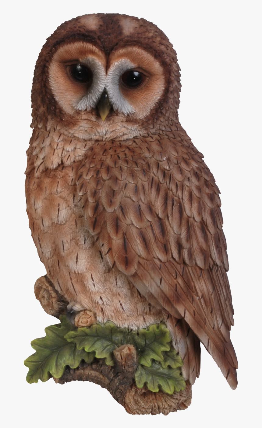 Owl Png Photo - Tawny Owl Clipart, Transparent Png, Free Download