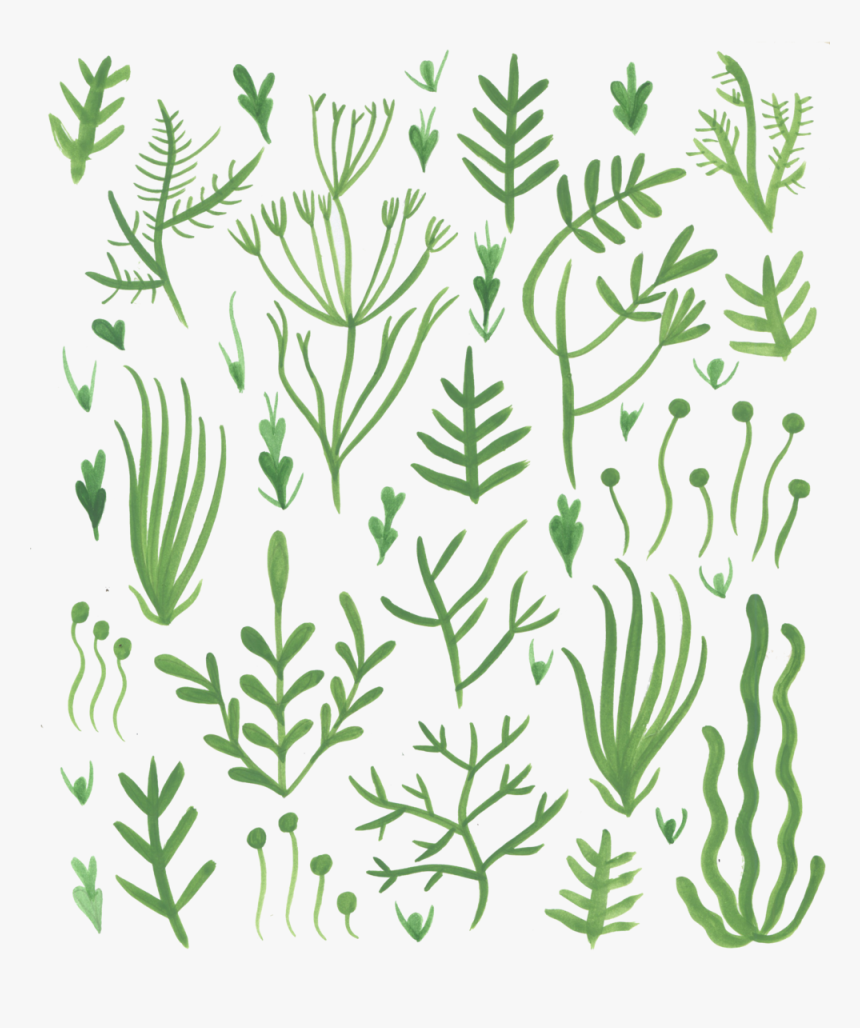 Seaweed, HD Png Download, Free Download