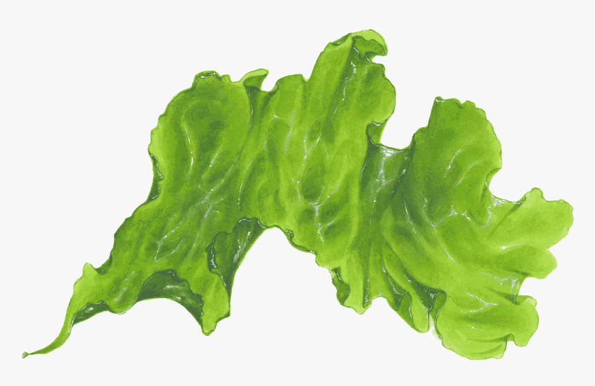 Seaweed Png Transparent - Seaweed Leaf Transparent Png, Png Download, Free Download