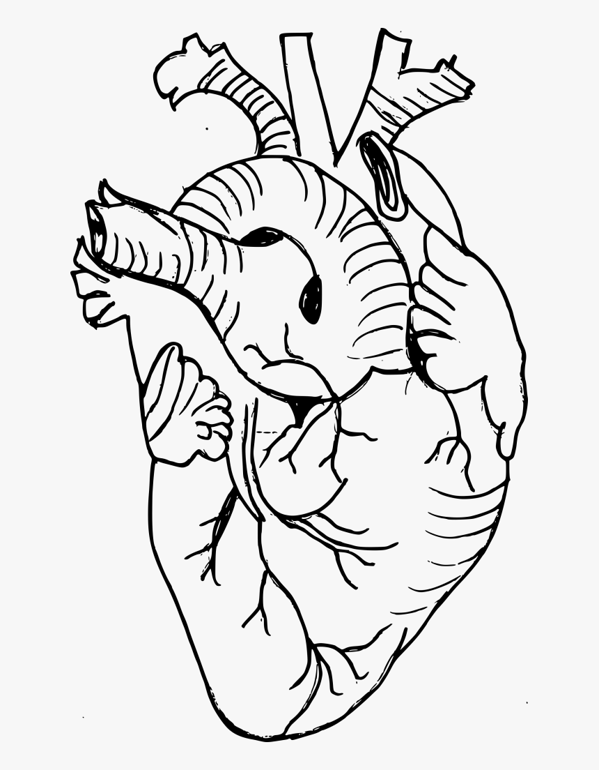 Transparent Hearts - Real Heart Drawing Png, Png Download, Free Download