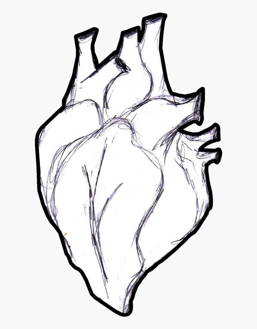 Human Heart Lineart Png - Real Life Heart Drawing, Transparent Png, Free Download