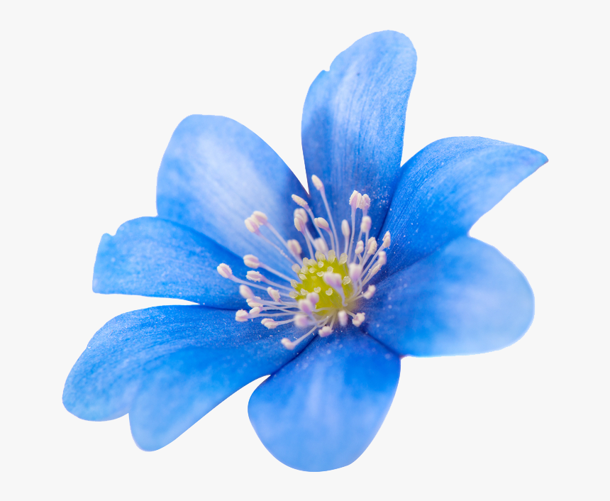 Flower Png Images - Clematis, Transparent Png, Free Download
