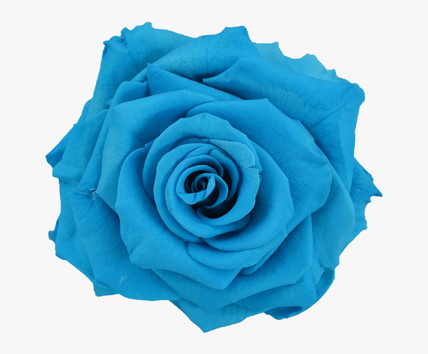Preserved Rose Light Blue - Light Blue Flower Png, Transparent Png, Free Download