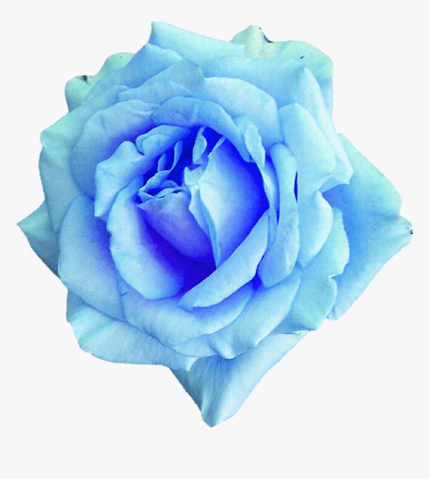 Flower,rose,flowering Plant,blue,blue Rose,garden Roses,petal,rose - Sky Blue Flower Png, Transparent Png, Free Download