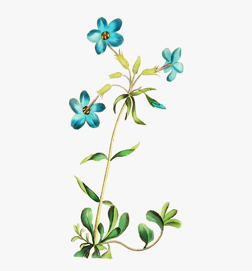 Beautiful Blue Flower - Wild Flower Clipart Transparent, HD Png Download, Free Download