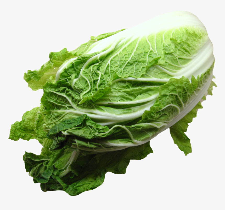 Napa Cabbage Png, Transparent Png, Free Download