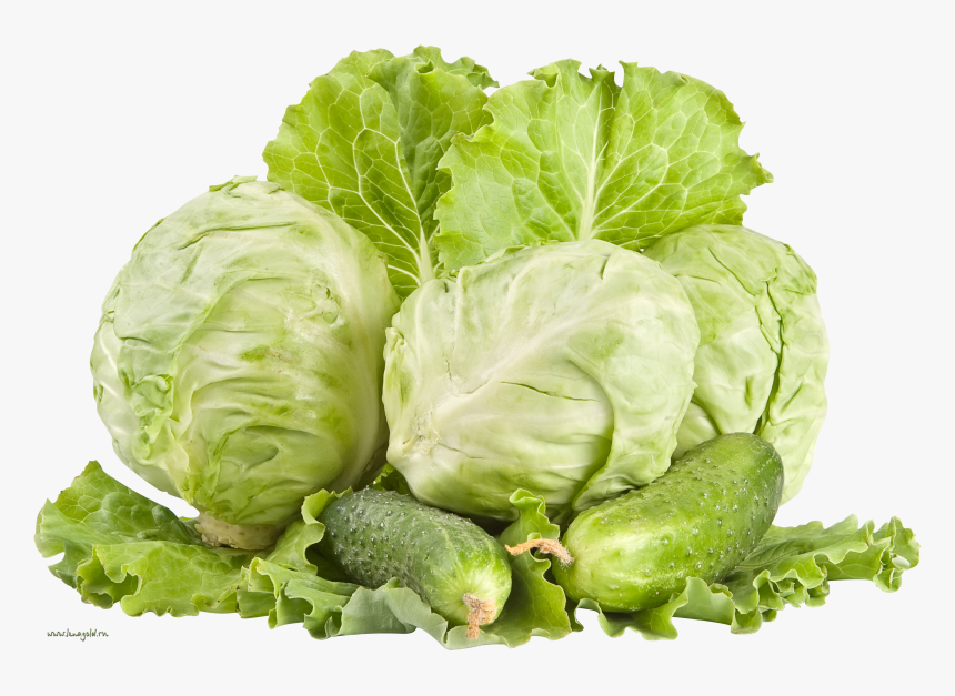 Cabbages Png, Transparent Png, Free Download